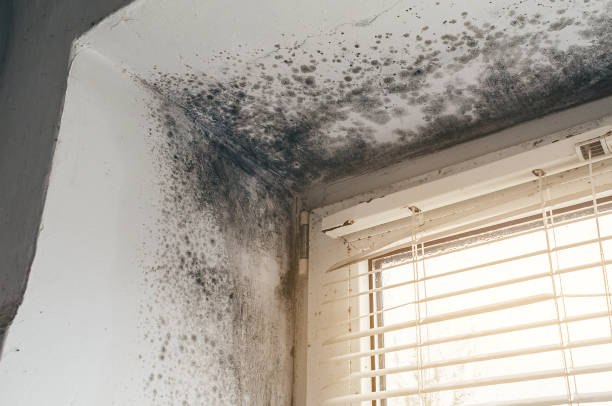 Affordable Mold Remediation solutions in Hutto, TX