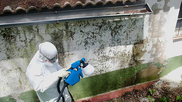 Top rated local Mold Remediation specialists in Hutto, TX
